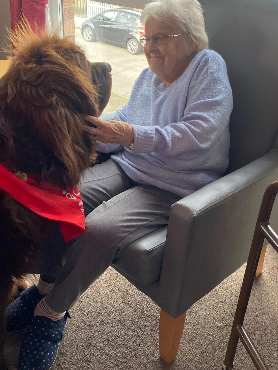 resident petting a large newfoundland dog